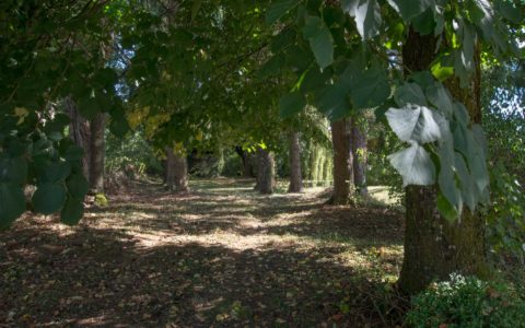 Parc arboré